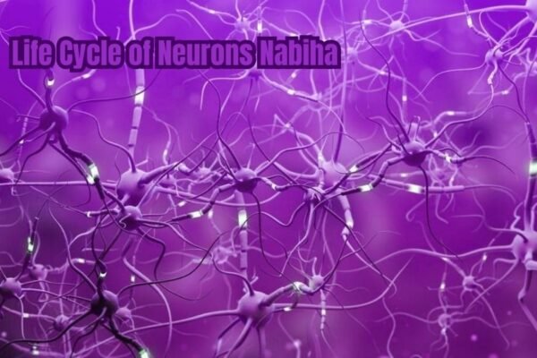 Life Cycle of Neurons Nabiha