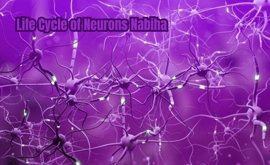 Life Cycle of Neurons Nabiha