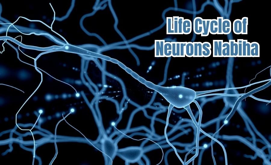 Life Cycle of Neurons Nabiha