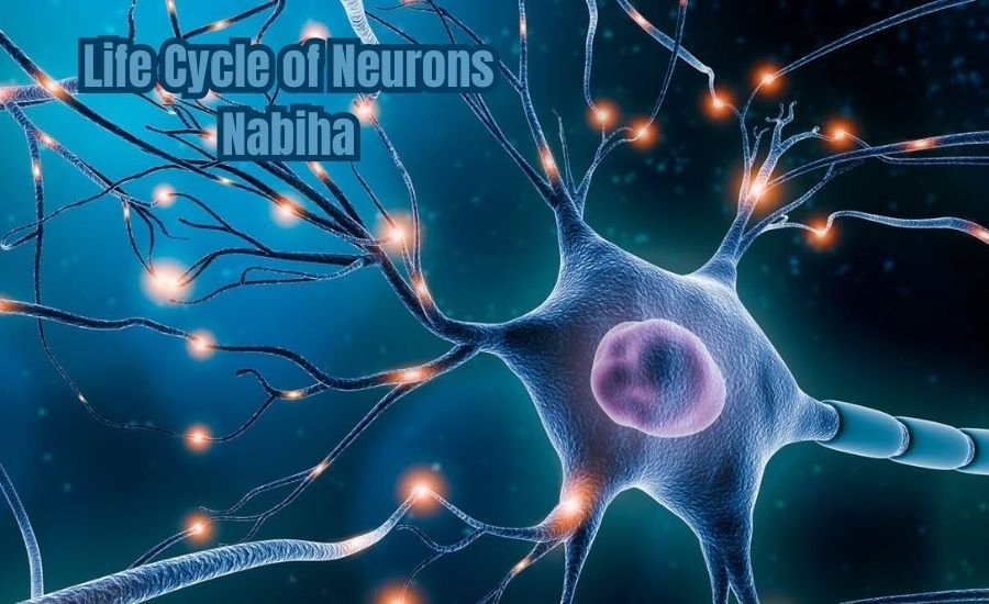 life cycle of neurons nabiha